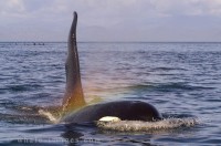 /album/fotogaleria/ocean-animals-3-jpg/