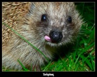 /album/fotogaleria/hedgehog-by-sharina-jpg/