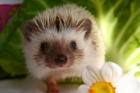 /album/fotogaleria/hedgehog-croquet-by-slightlyoff-beat-jpg/